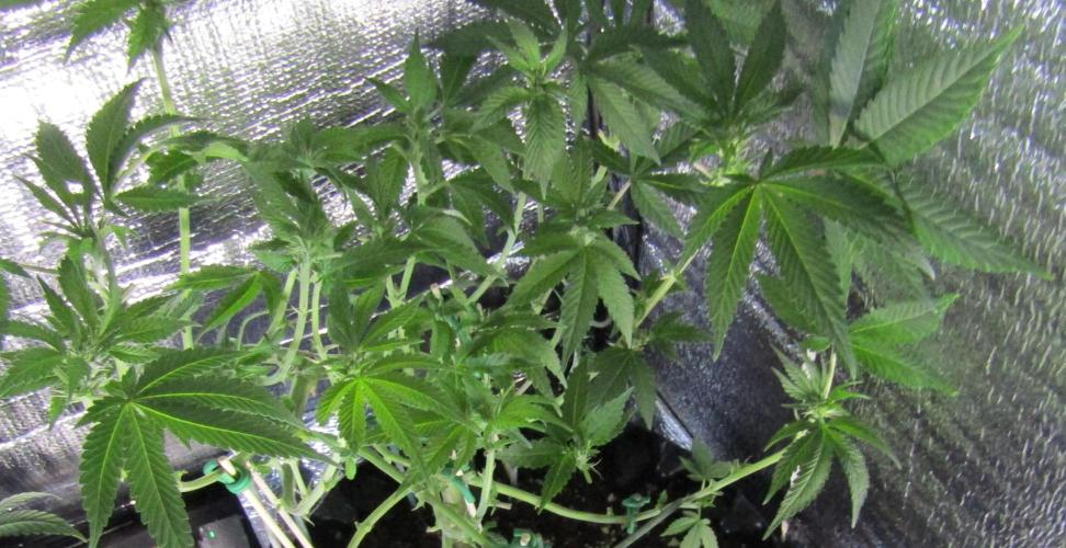 Teufels Plätzchen ! USA Genetics 2026. Week 11