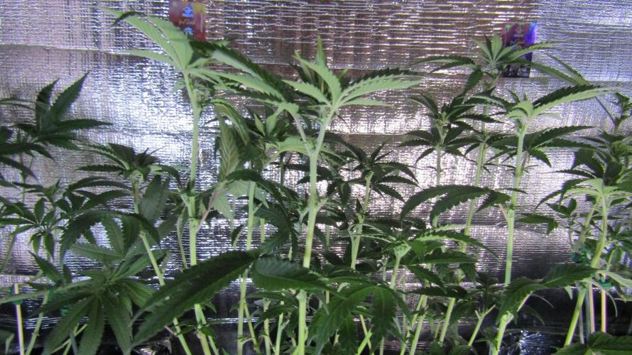 Teufels Plätzchen ! USA Genetics 2026. Week 11