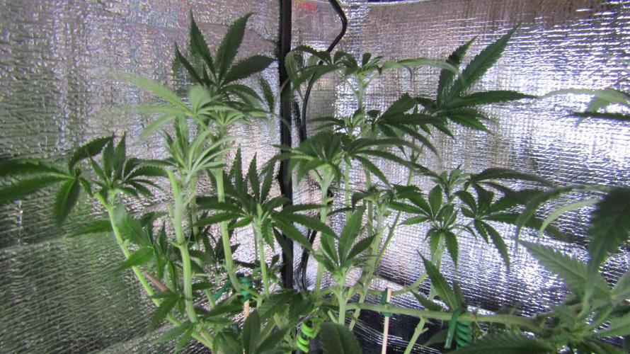 Teufels Plätzchen ! USA Genetics 2026. Week 11