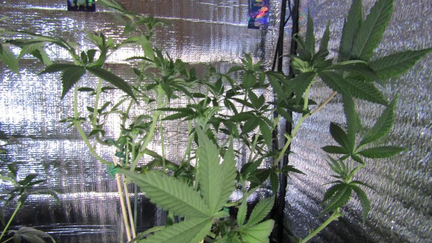 Teufels Plätzchen ! USA Genetics 2026. Week 11