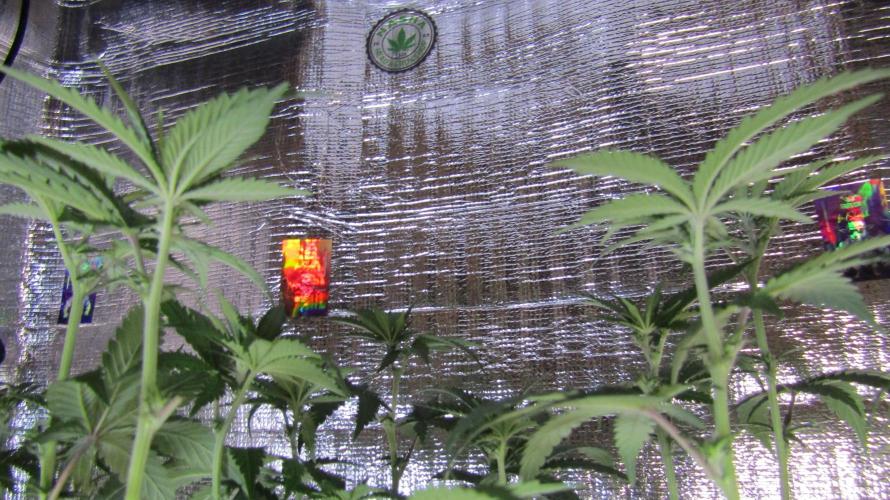 Teufels Plätzchen ! USA Genetics 2026. Week 11