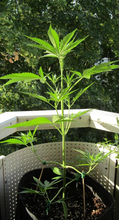 Fast Buds Outdoor 2026 -Guava RF3 Auto. Week 3