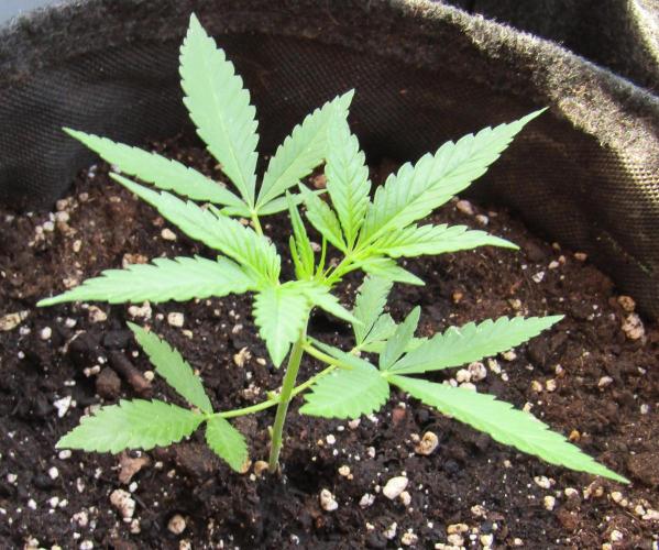 Fast Buds Outdoor 2026 -Guava RF3 Auto. Week 3
