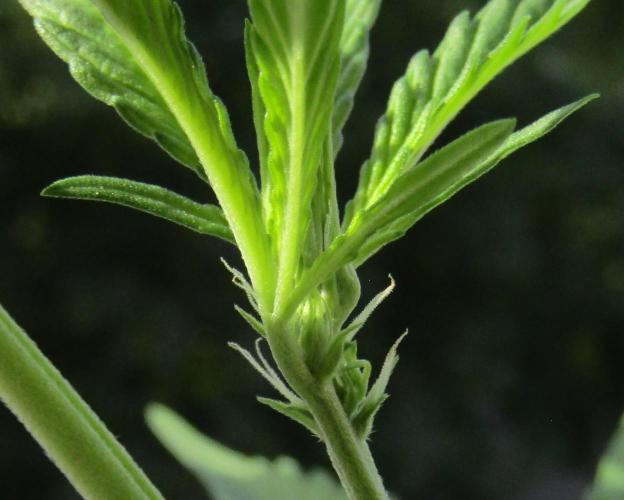 Fast Buds Outdoor 2026 -Guava RF3 Auto. Week 3