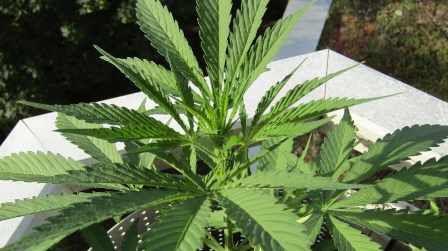 Fast Buds Outdoor 2026 -Guava RF3 Auto. Week 3