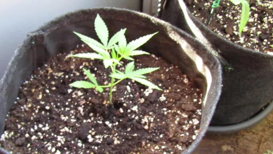 Fast Buds Outdoor 2026 -Guava RF3 Auto