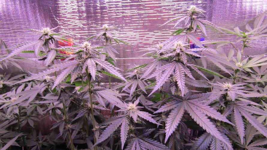 Teufels Plätzchen ! USA Genetics 2026. Week 12