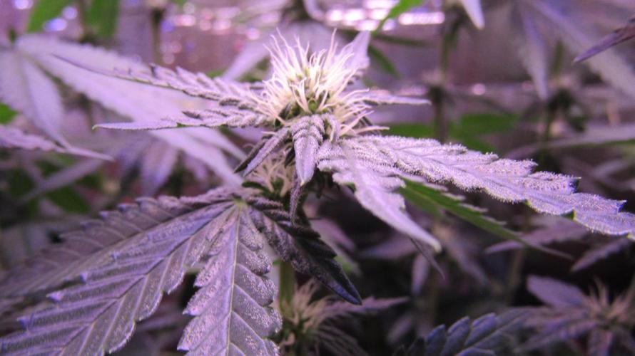 Teufels Plätzchen ! USA Genetics 2026. Week 12