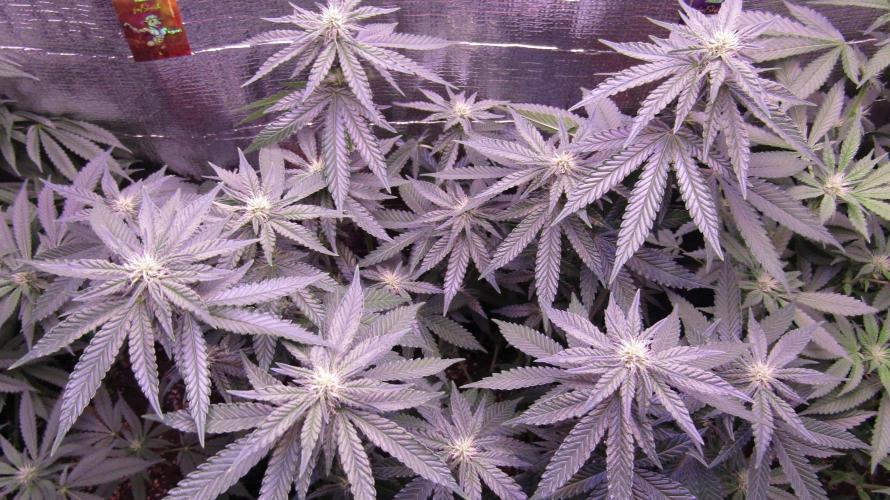 Teufels Plätzchen ! USA Genetics 2026. Week 12