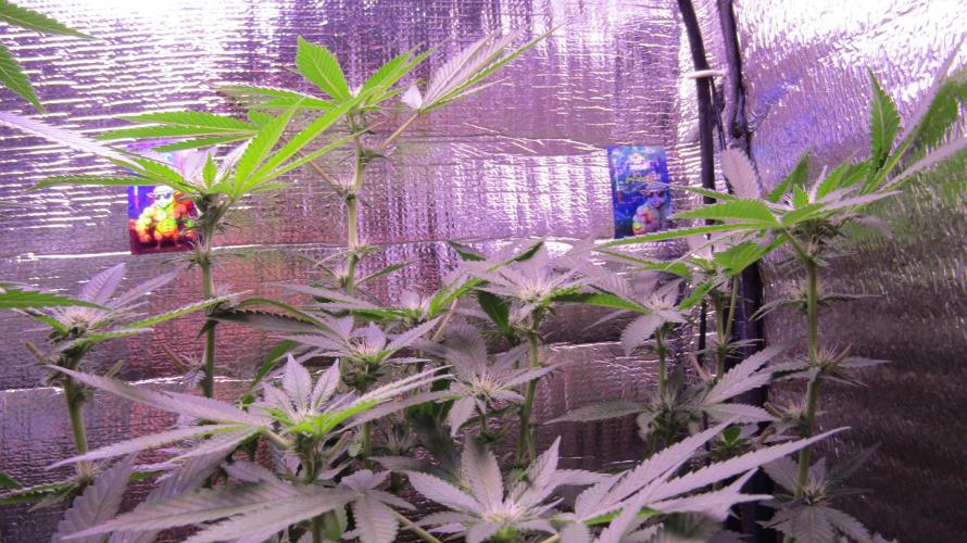 Teufels Plätzchen ! USA Genetics 2026. Week 12