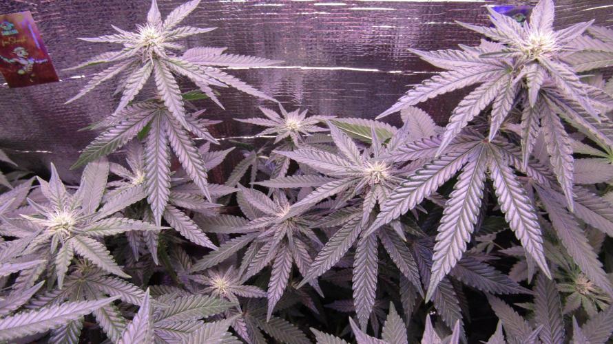 Teufels Plätzchen ! USA Genetics 2026. Week 12