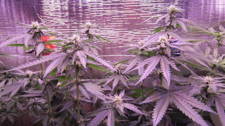 Teufels Plätzchen ! USA Genetics 2026. Week 12