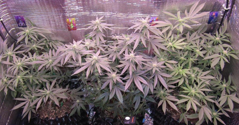 Teufels Plätzchen ! USA Genetics 2026. Week 12