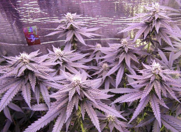 Teufels Plätzchen ! USA Genetics 2026. Week 13