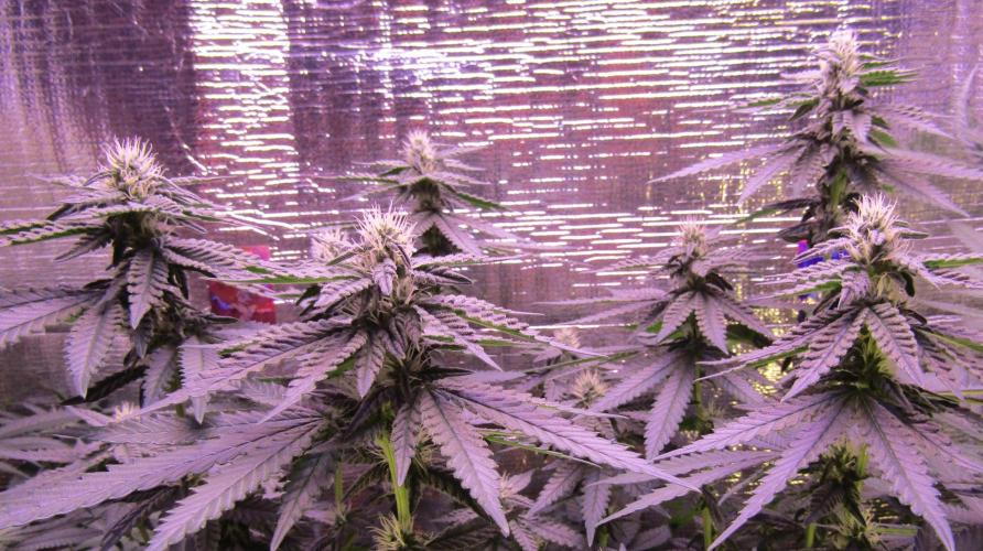 Teufels Plätzchen ! USA Genetics 2026. Week 13