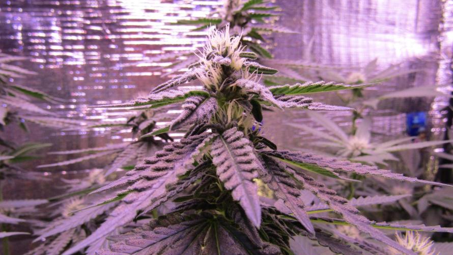 Teufels Plätzchen ! USA Genetics 2026. Week 13