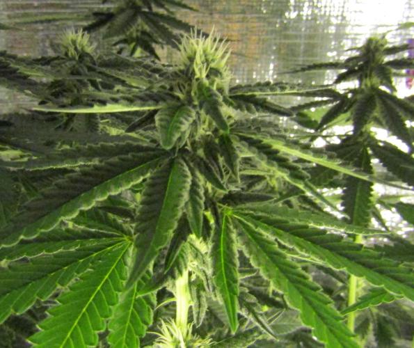 Teufels Plätzchen ! USA Genetics 2026. Week 13