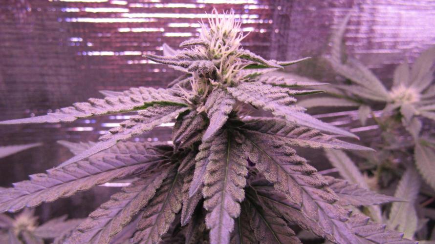 Teufels Plätzchen ! USA Genetics 2026. Week 13