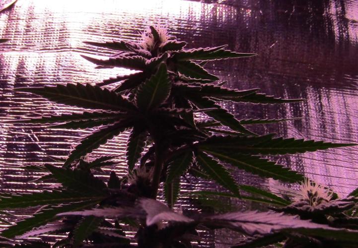 Teufels Plätzchen ! USA Genetics 2026. Week 13