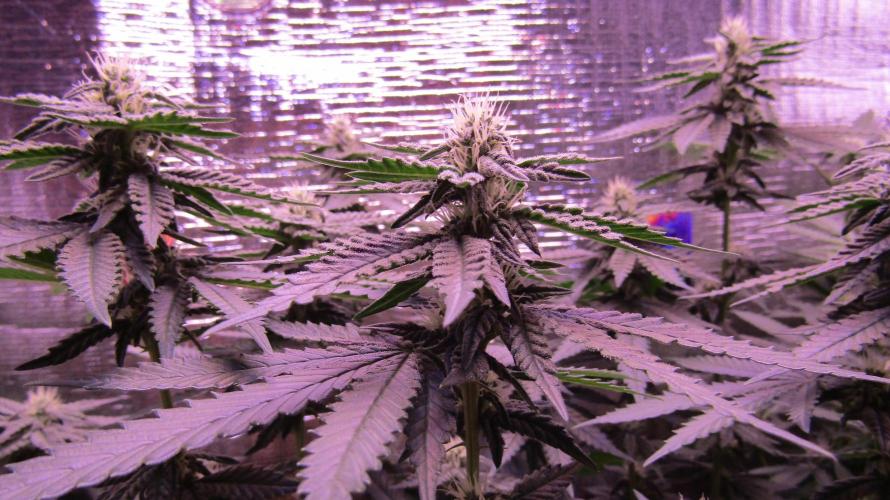 Teufels Plätzchen ! USA Genetics 2026. Week 13