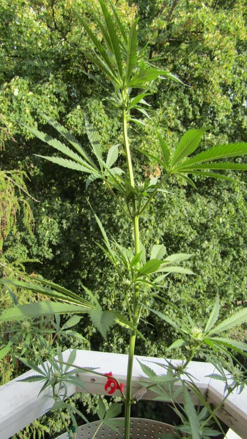 Fast Buds Outdoor 2026 -Guava RF3 Auto. Week 4