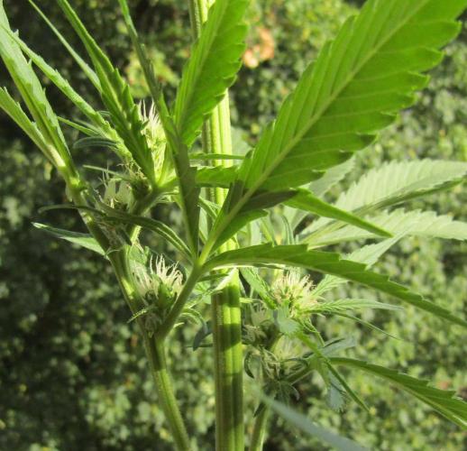 Fast Buds Outdoor 2026 -Guava RF3 Auto. Week 4