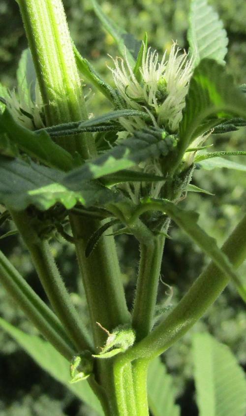 Fast Buds Outdoor 2026 -Guava RF3 Auto. Week 4