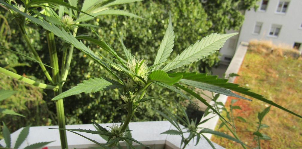 Fast Buds Outdoor 2026 -Guava RF3 Auto. Week 4