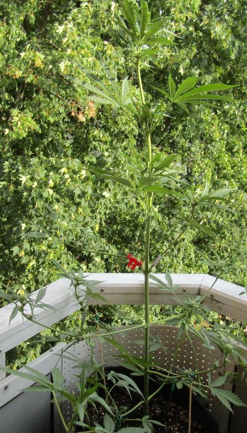 Fast Buds Outdoor 2026 -Guava RF3 Auto. Week 4