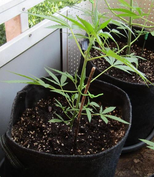 Fast Buds Outdoor 2026 -Guava RF3 Auto. Week 4