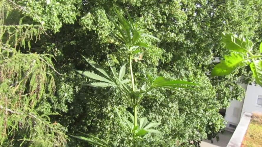 Fast Buds Outdoor 2026 -Guava RF3 Auto
