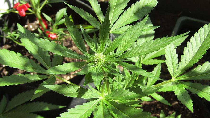Fast Buds Outdoor 2026 -Guava RF3 Auto. Week 5