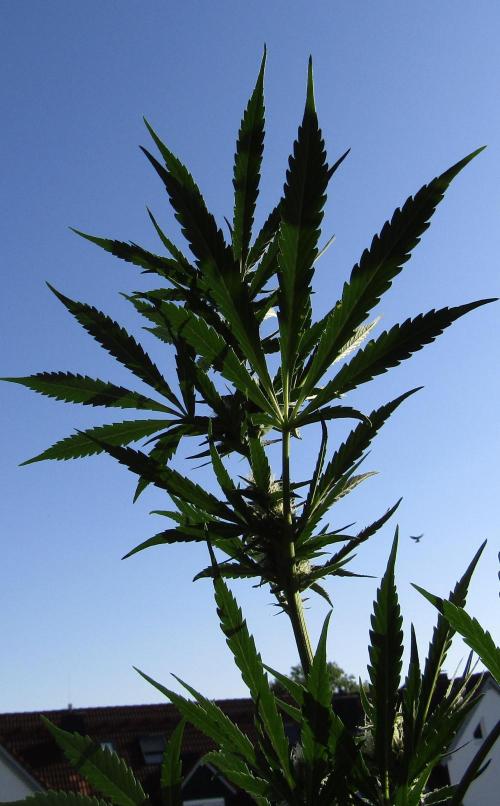Fast Buds - Guava Auto RF3 door DrGruen