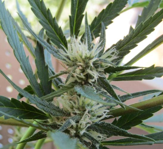 Guava Auto RF3. Week 5