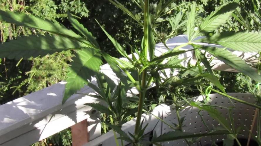 Fast Buds Outdoor 2026 -Guava RF3 Auto