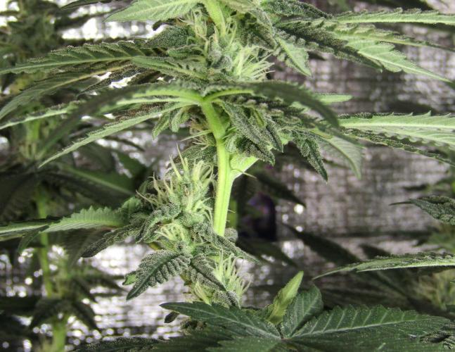 Teufels Plätzchen ! USA Genetics 2026. Week 14