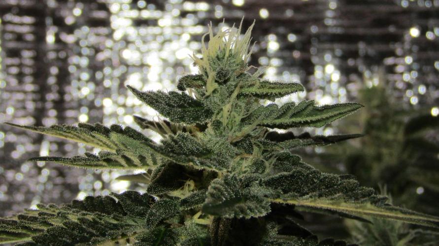 Teufels Plätzchen ! USA Genetics 2026. Week 14