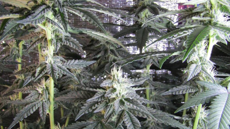 Teufels Plätzchen ! USA Genetics 2026. Week 14