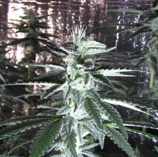 Teufels Plätzchen ! USA Genetics 2026. Week 14