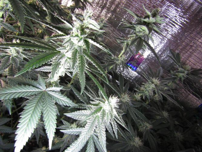 Teufels Plätzchen ! USA Genetics 2026. Week 14
