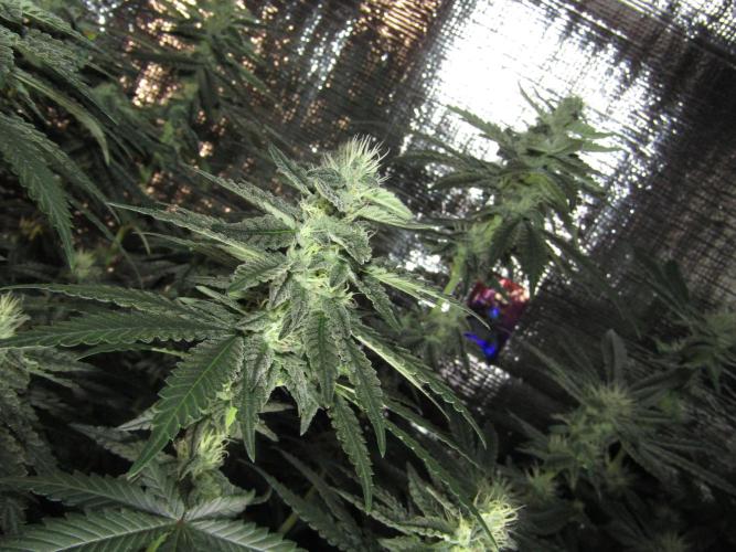 Teufels Plätzchen ! USA Genetics 2026. Week 14