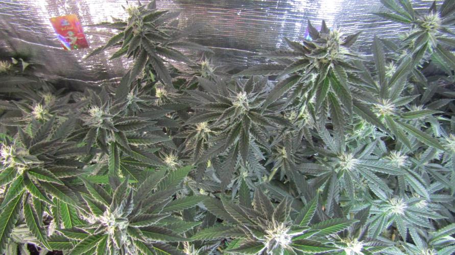 Teufels Plätzchen ! USA Genetics 2026. Week 14