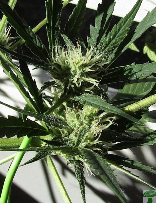 Guava Auto RF3. Week 5