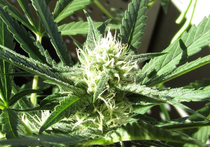 Fast Buds Outdoor 2026 -Guava RF3 Auto. Week 5