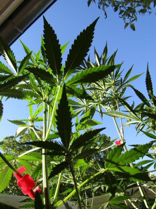 Fast Buds - Guava Auto RF3 door DrGruen