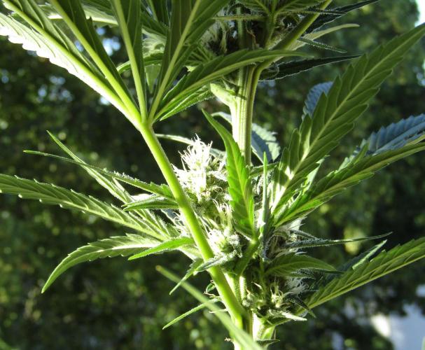 Fast Buds Outdoor 2026 -Guava RF3 Auto. Week 5