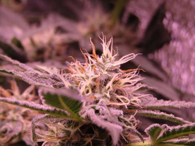 Teufels Plätzchen ! USA Genetics 2026. Week 15
