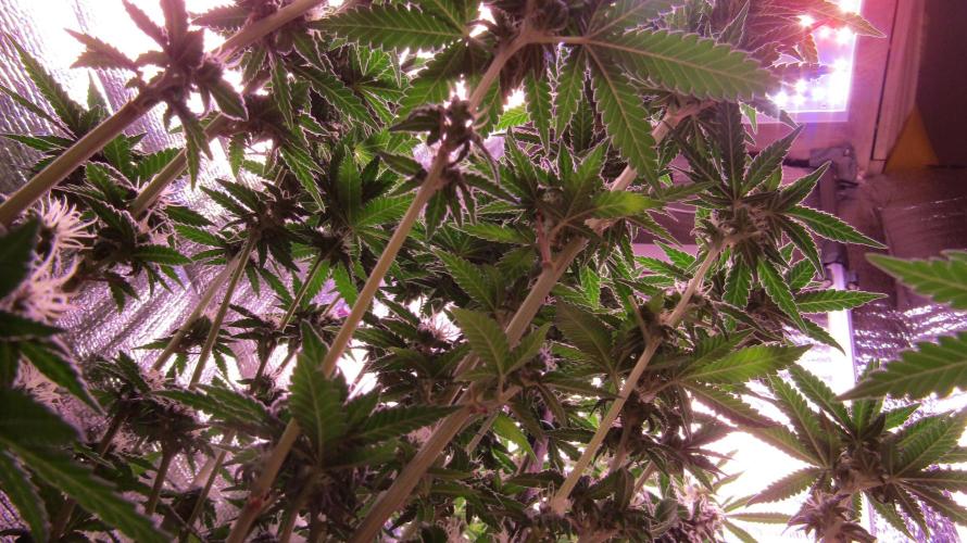 Teufels Plätzchen ! USA Genetics 2026. Week 15