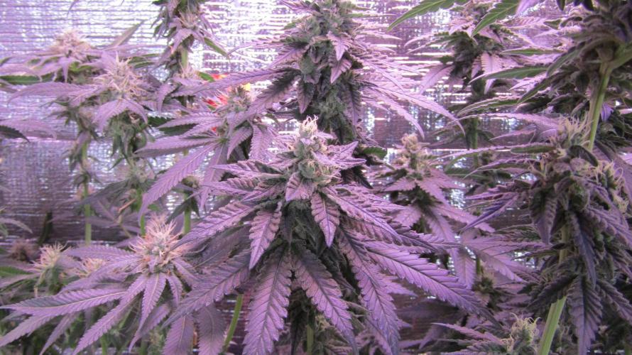 Teufels Plätzchen ! USA Genetics 2026. Week 15