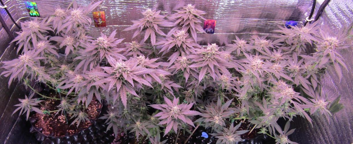 Teufels Plätzchen ! USA Genetics 2026. Week 15